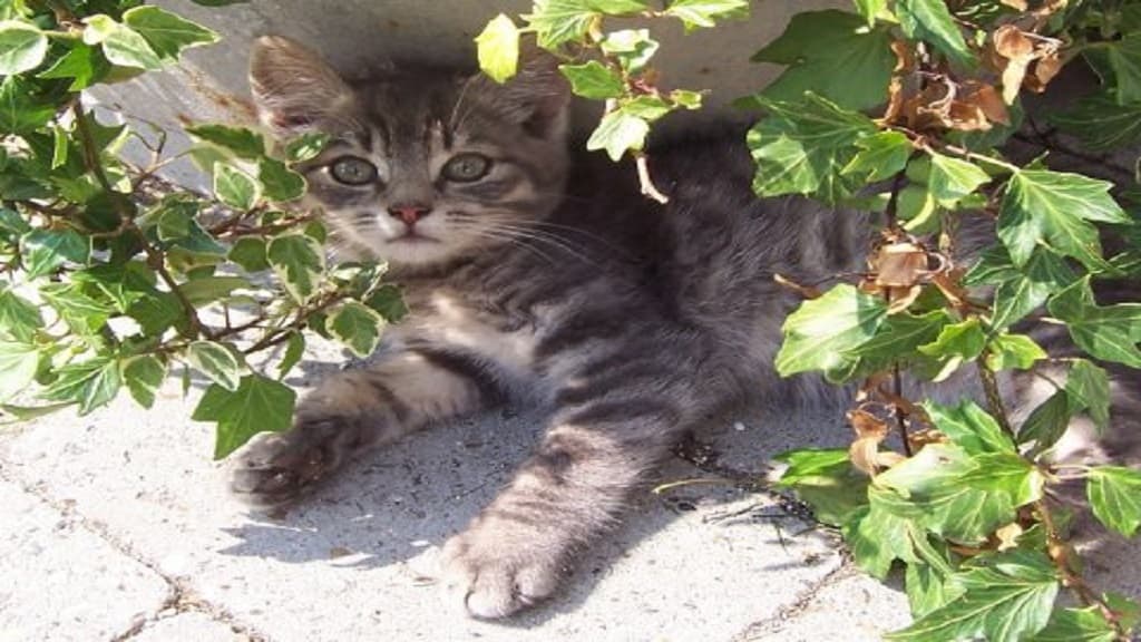 Bauernhof-Camping Ny Vestermark