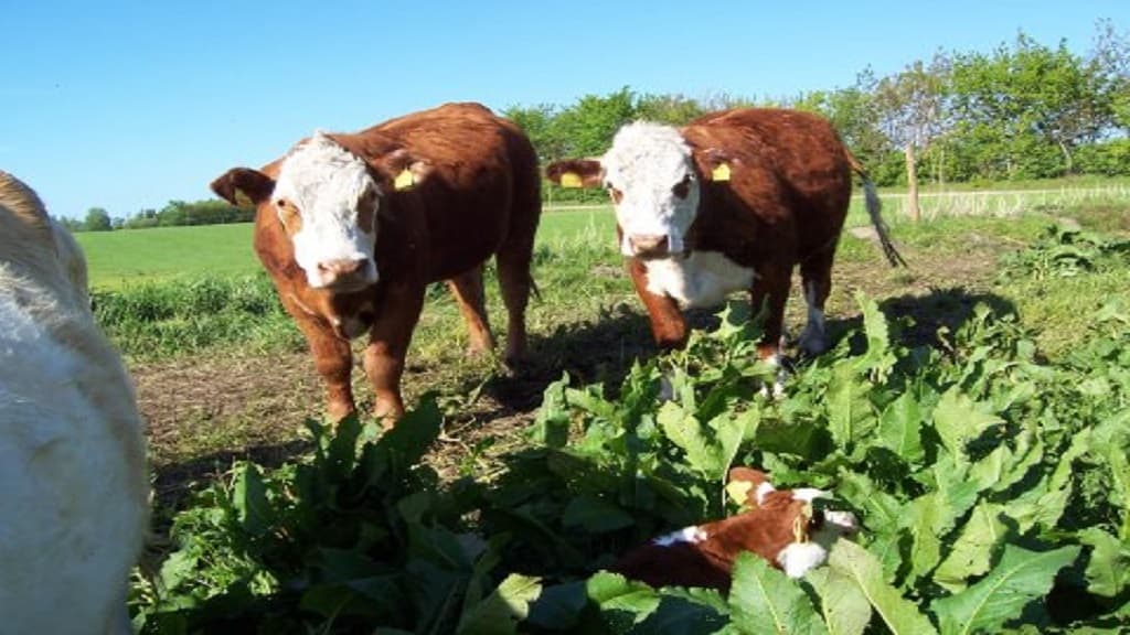 Bauernhof-Camping Ny Vestermark