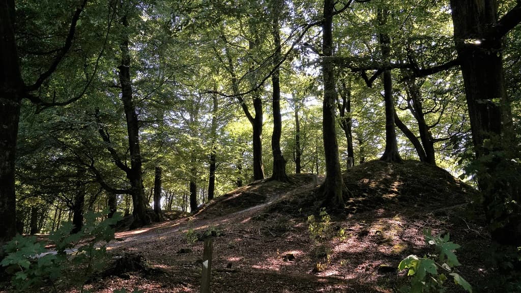 Knøsen i Dronninglund Storskov