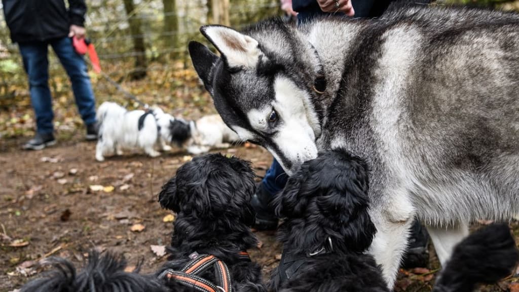 Hundeskov og grillhytte i Ørum