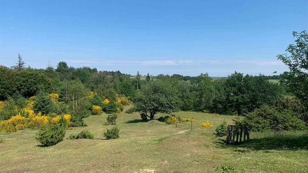 Slettingen i Jyske Ås