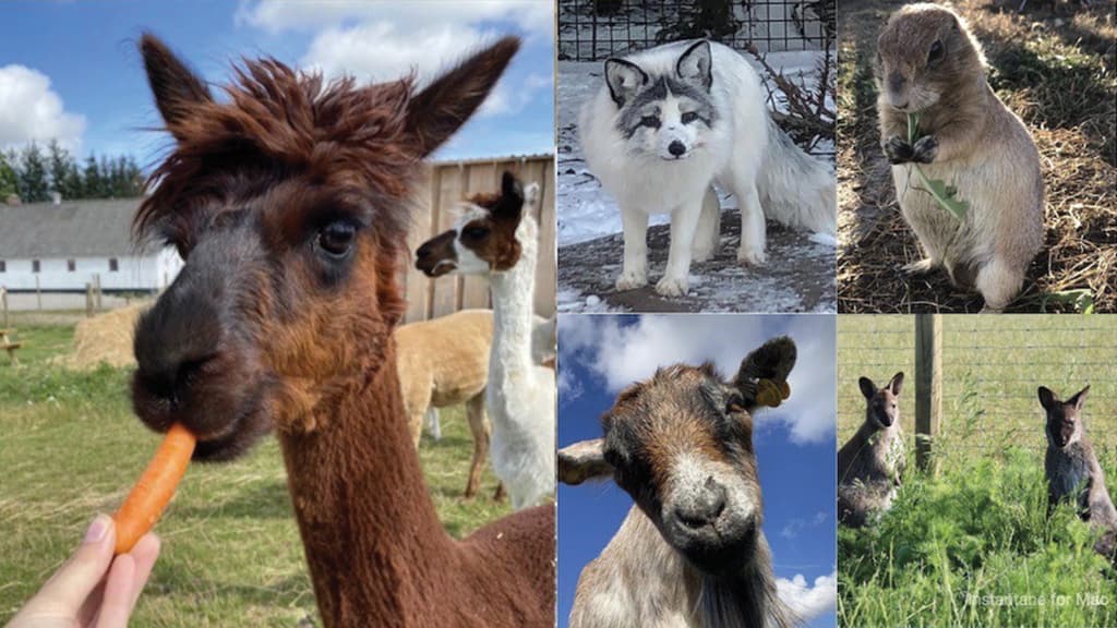 Klokkerholm Dyrepark