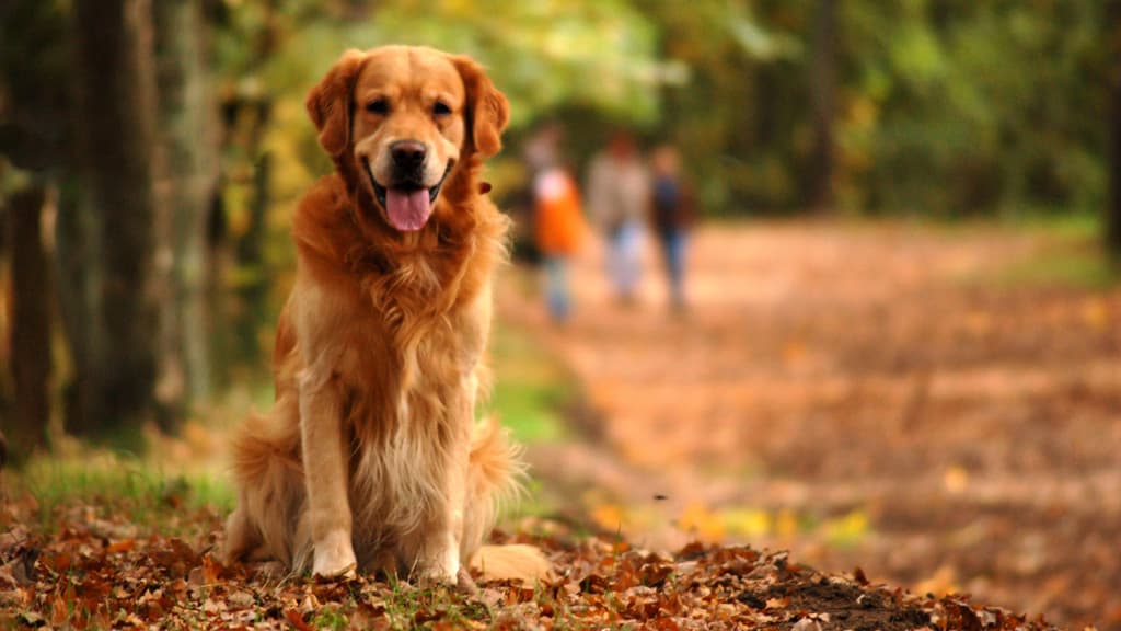 Hundeskov - Dronninglund Naturpark