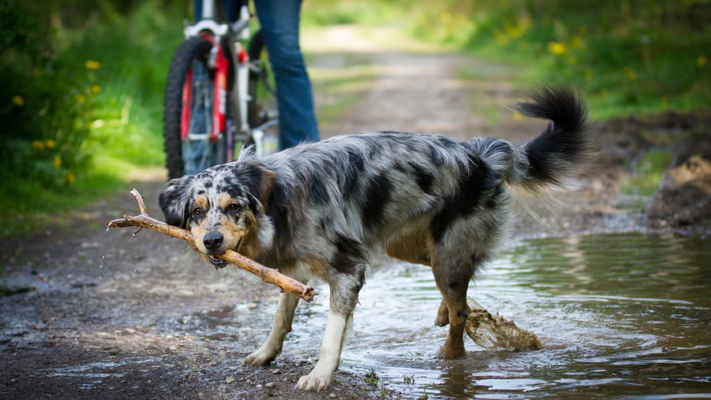 Hundeskov - Dronninglund Naturpark
