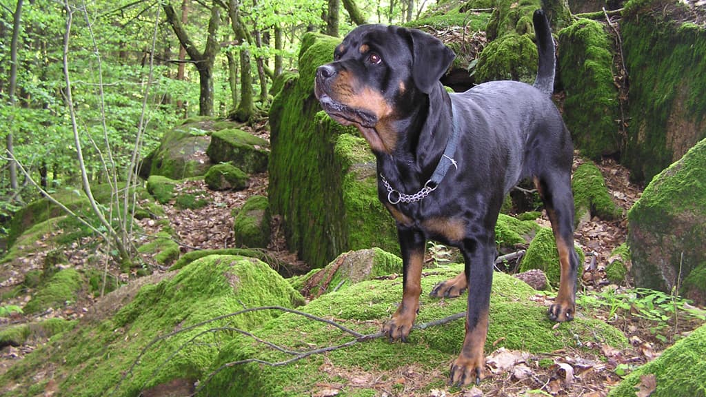 Hundeskov - Hjallerup