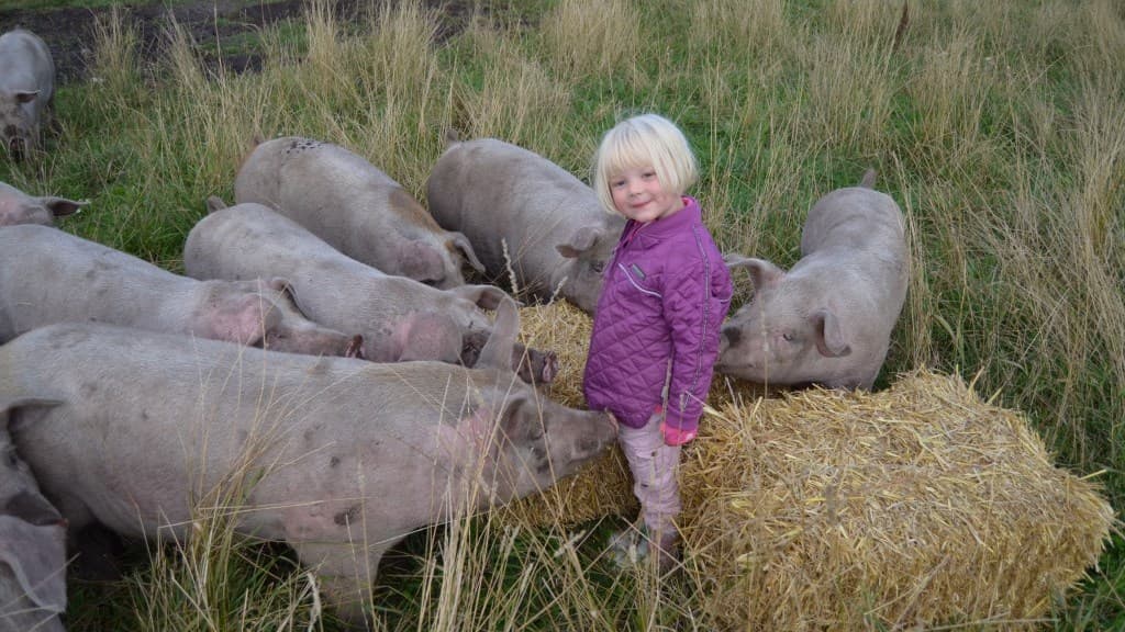 Rosenbeck Frilandskød