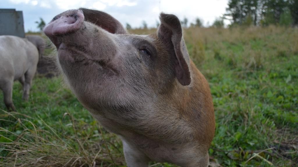 Rosenbeck Frilandskød