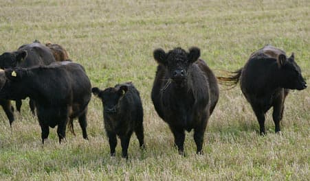 Sporet ved Venslev Huse
