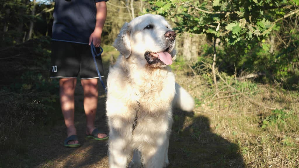 Hundeskov, Tornby Klitplantage