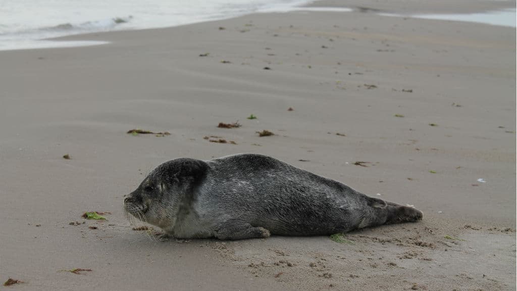 Sæler på stranden