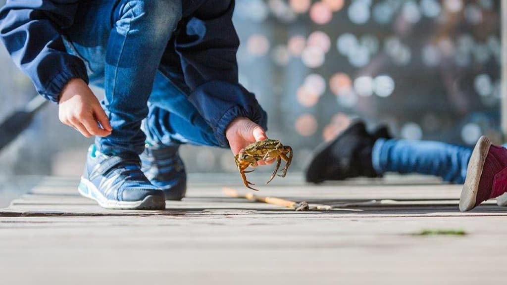 Nordsøen Oceanarium