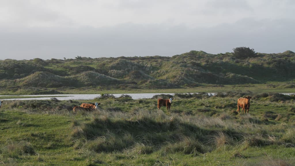 Vandplasken (Naturschutzgebiet)