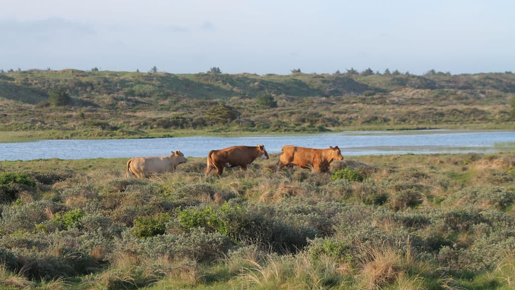 Vandplasken (Naturschutzgebiet)