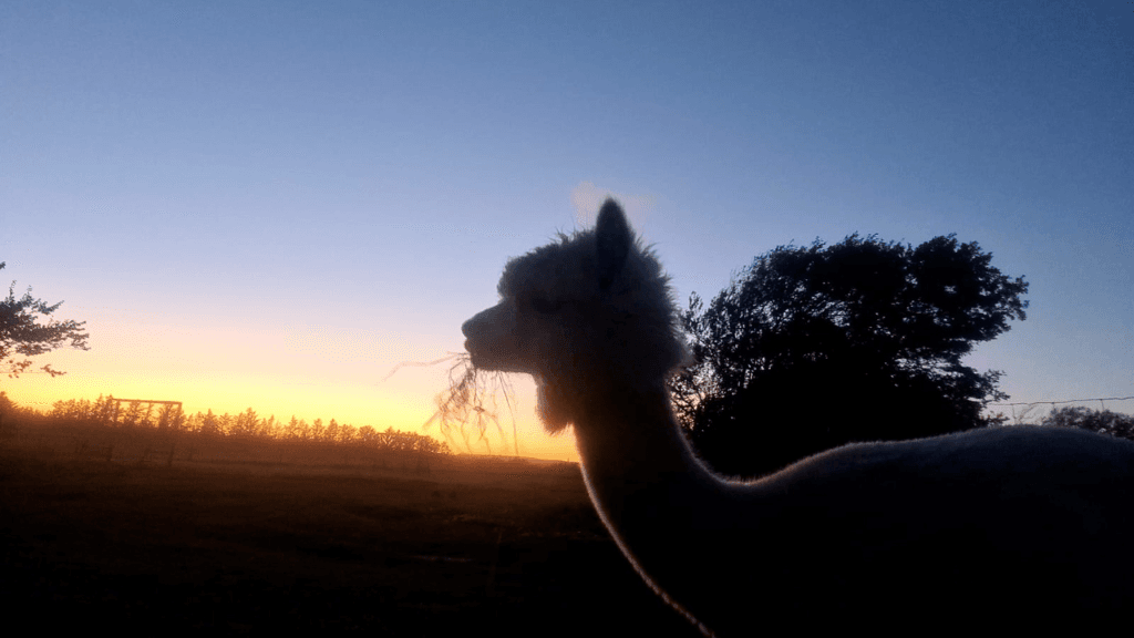 Egeskov's Alpaca