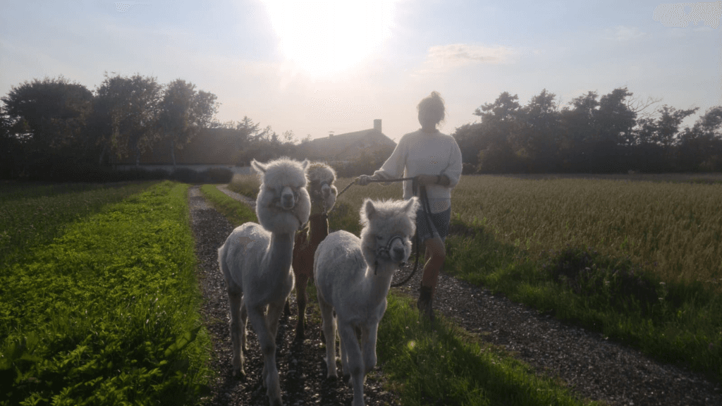 Egeskov's Alpaca
