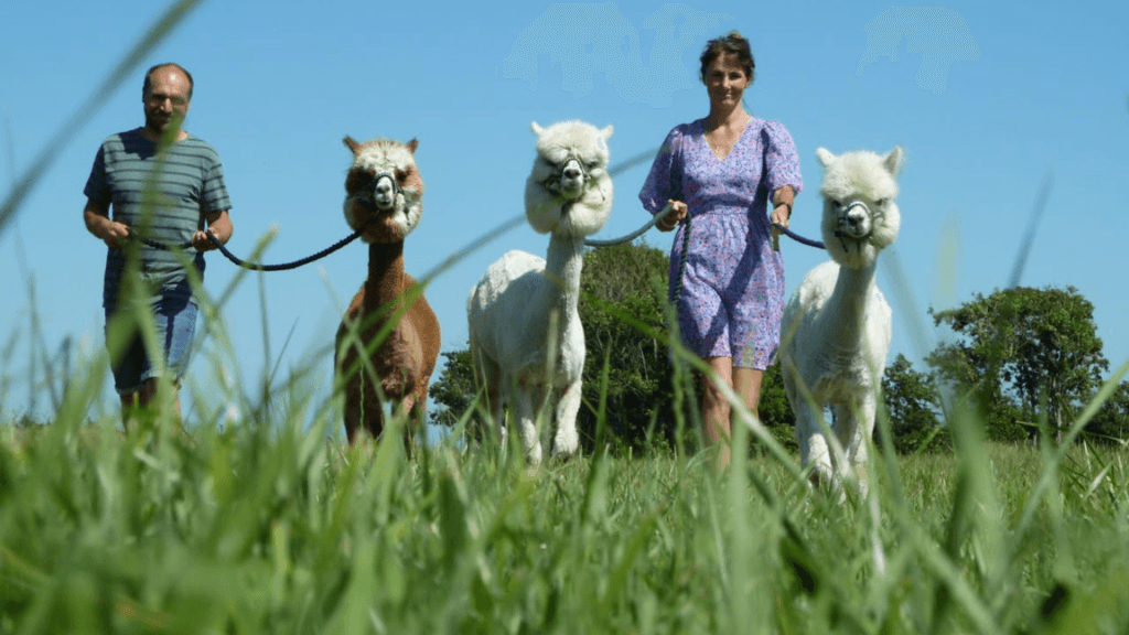 Egeskov's Alpaca