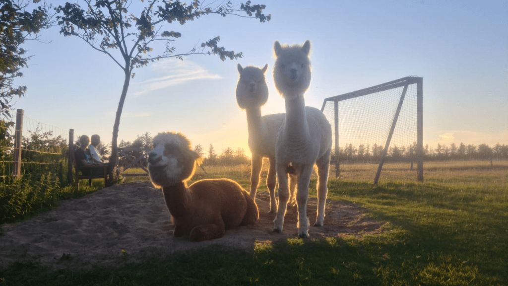 Egeskov's Alpaca