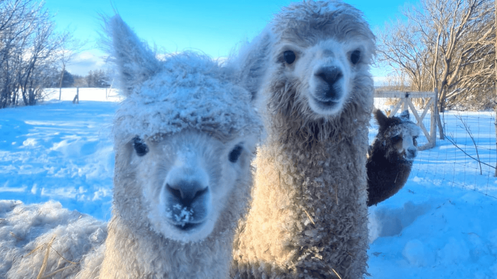 Egeskov's Alpaca
