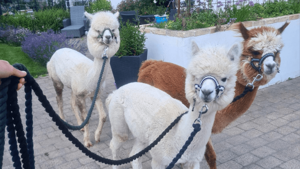 Egeskov's Alpaca
