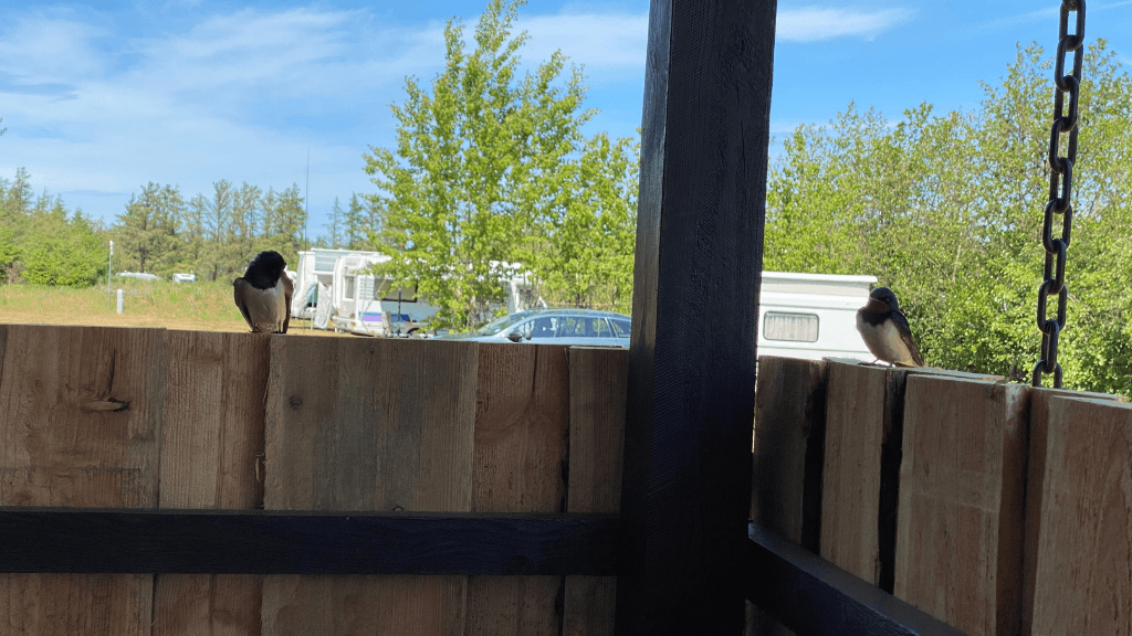 Blokhus Natur Camping