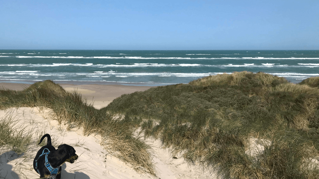 Blokhus Natur Camping