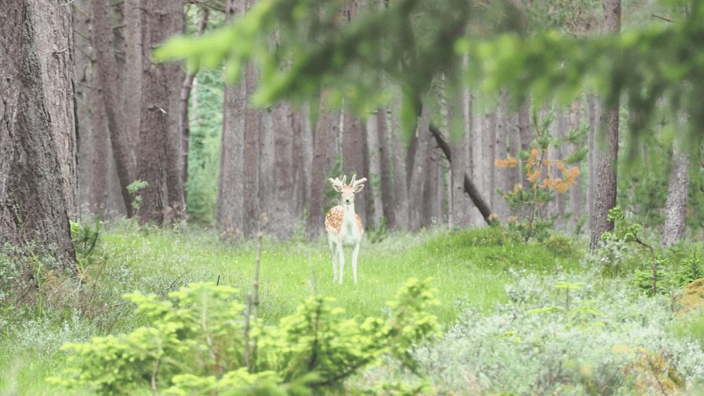 Rødhus Klit Camping