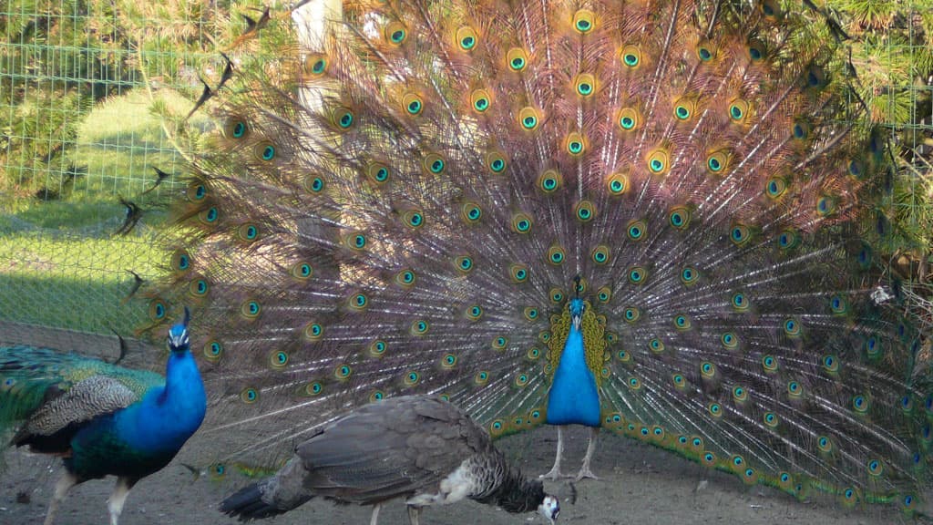 Family Farm Fun Park