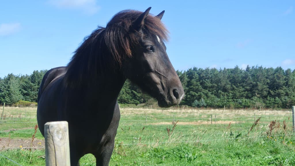 Gl. Klitgaard Camping og Hytteby