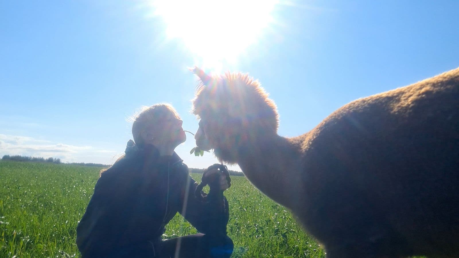 Egeskov´s Alpacaer.