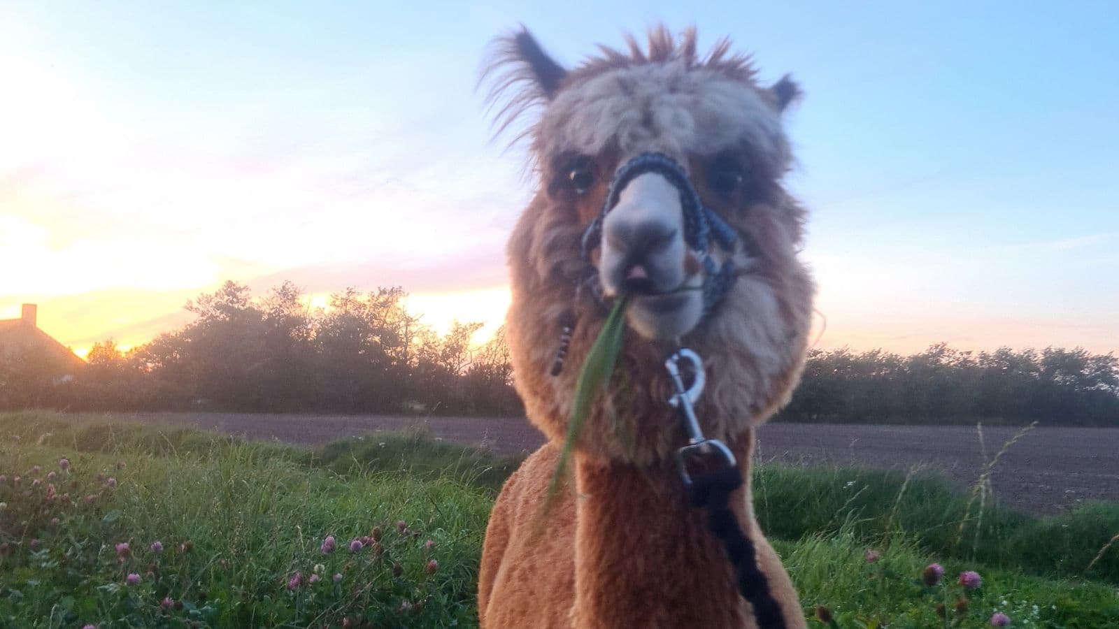 Egeskov´s Alpacaer.