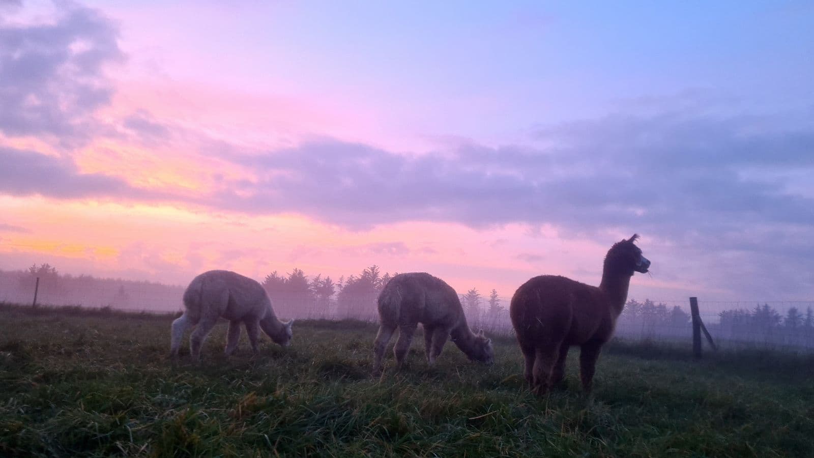 Egeskov´s Alpacaer.