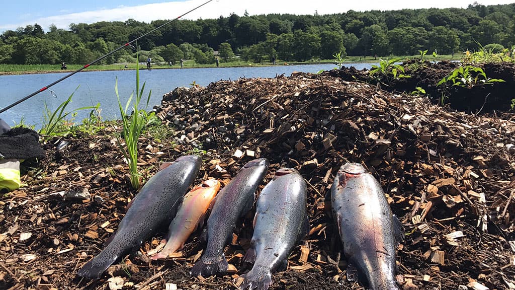 Buderupholm Fiskesøer - Put & Take