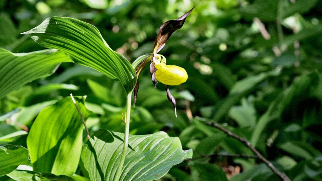 Bjergeskoven (Gebirge Wald)
