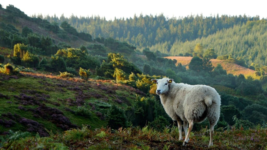 Gastronomisk kvalitetssti i Rebild