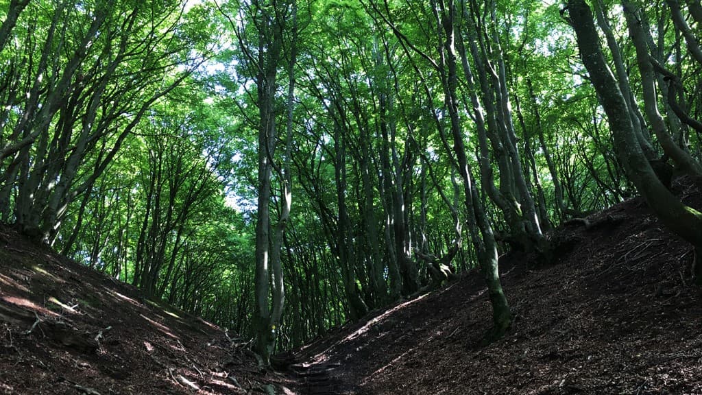 Gastronomisk kvalitetssti i Rebild