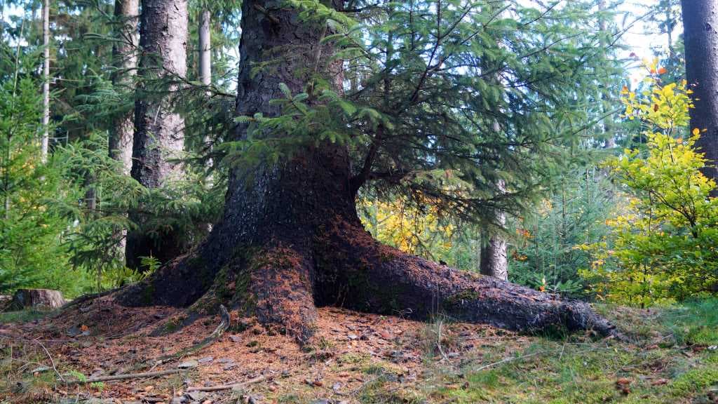 Bjergeskoven (Gebirge Wald)