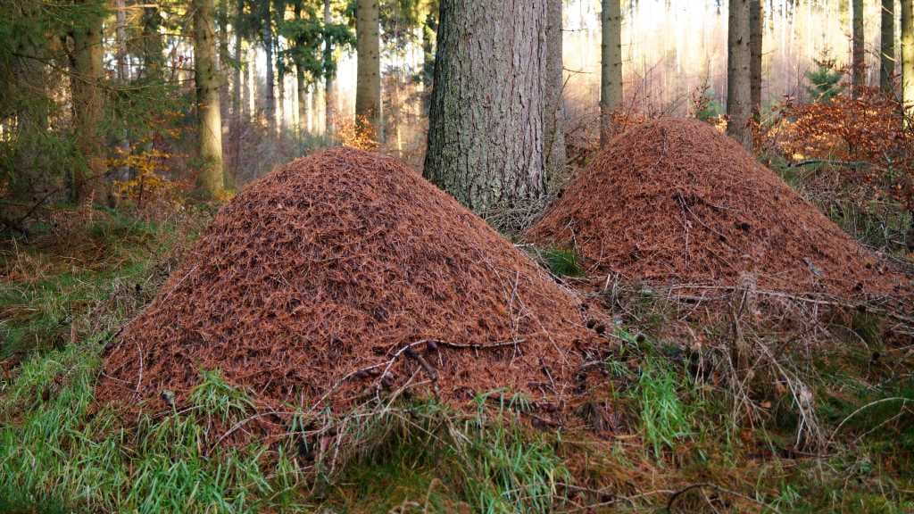 Bjergeskoven (Gebirge Wald)