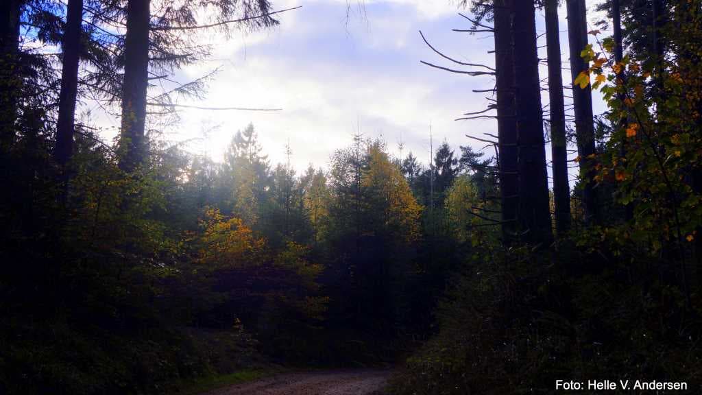 Bjergeskoven (Gebirge Wald)
