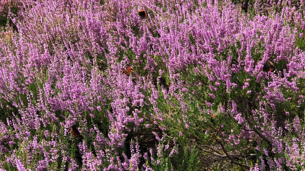 Nationalpark Rebild Bakker 