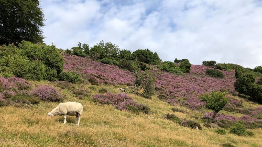 Nationalpark Rebild Bakker 
