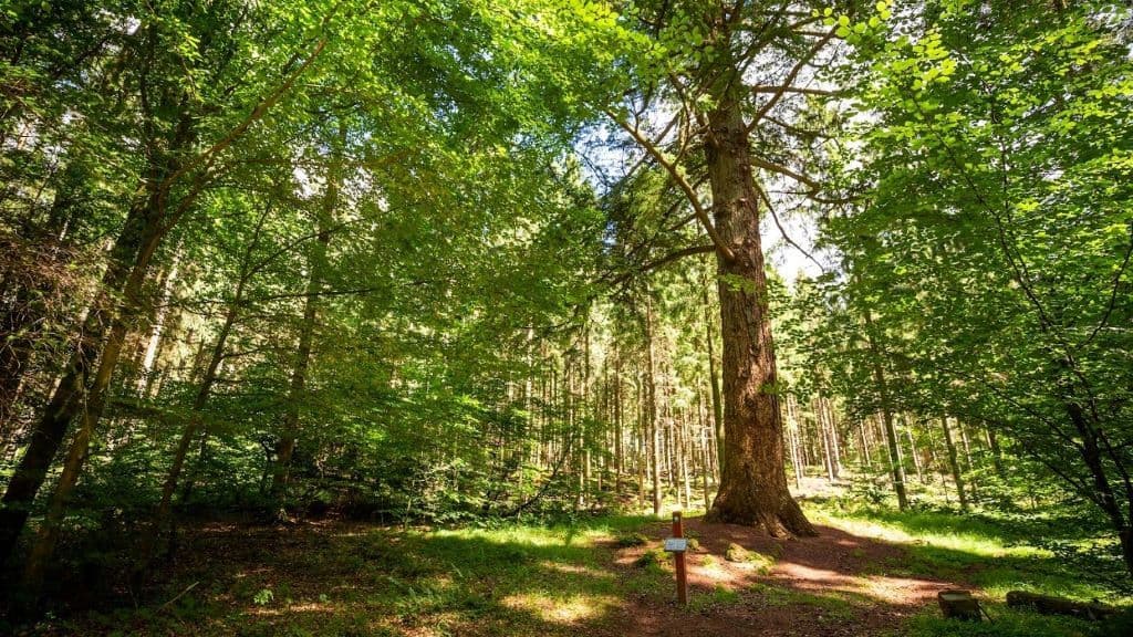 Forstrådens Gran og granerne ved Mosskovgård