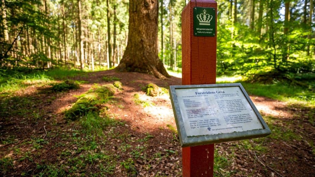 Forstrådens Gran og granerne ved Mosskovgård