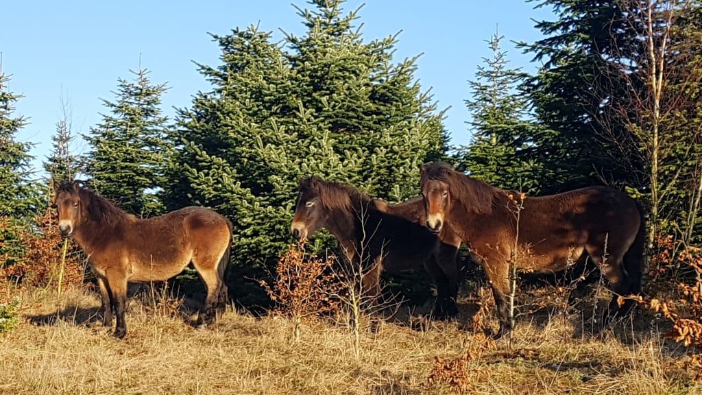 Vilde heste i Skindbjerglund