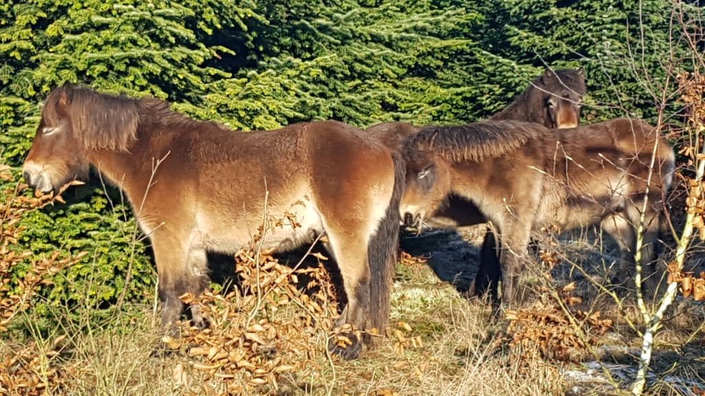 Vilde heste i Skindbjerglund