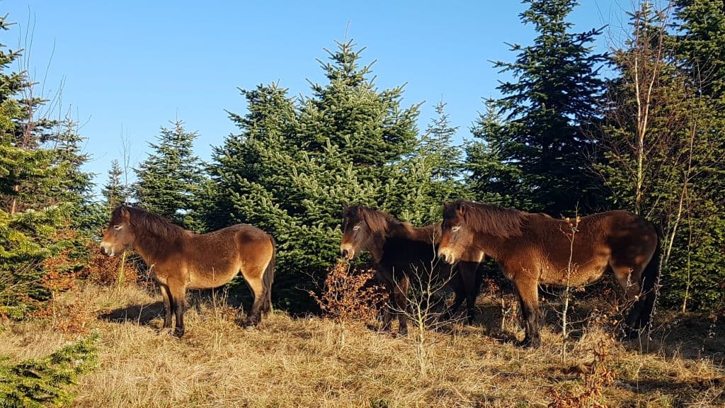 Vilde heste i Skindbjerglund