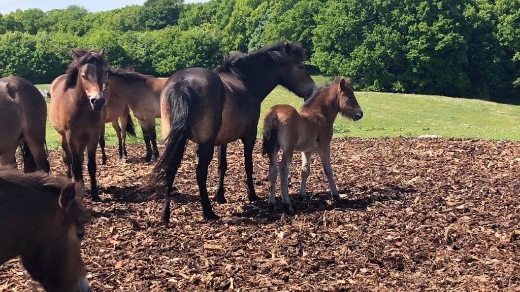 Vilde heste i Skindbjerglund