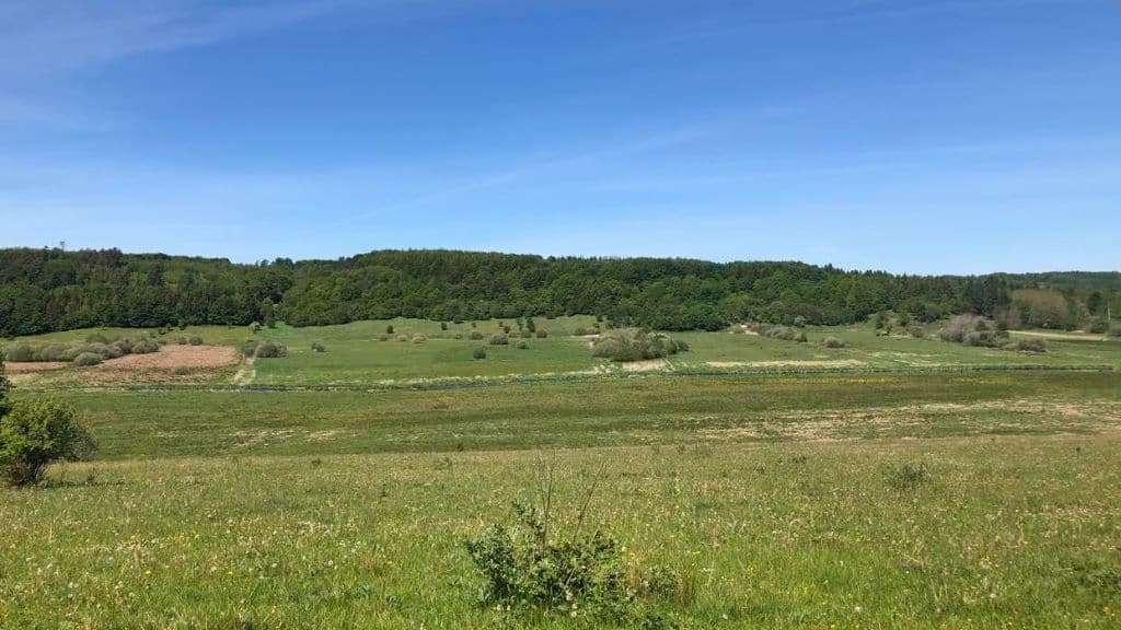 Vilde heste i Skindbjerglund