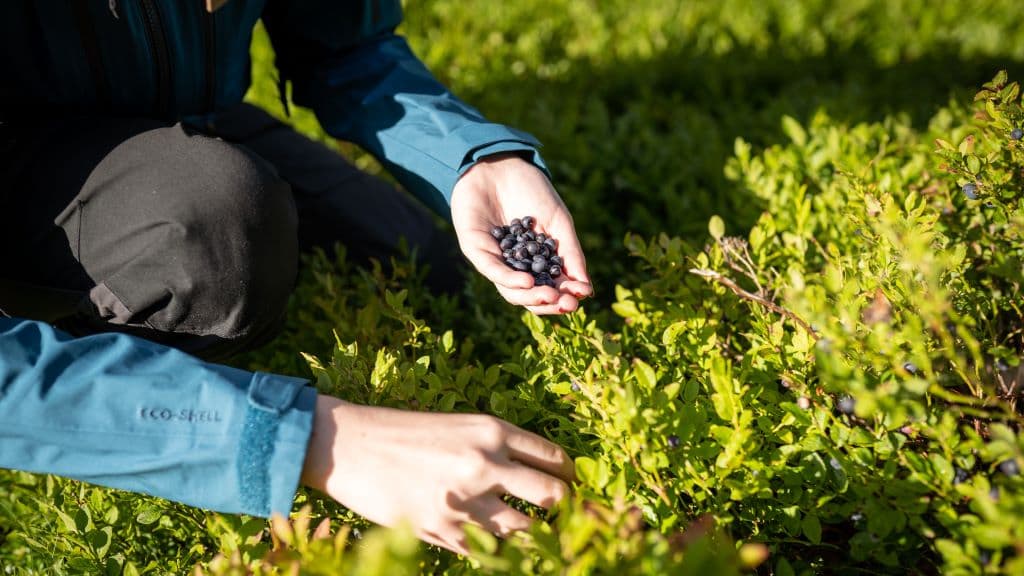 Gastronomisk kvalitetssti i Rebild