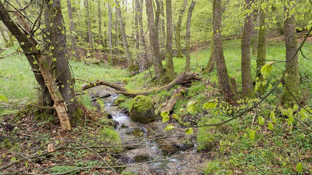 Rold kilde og kildebæk
