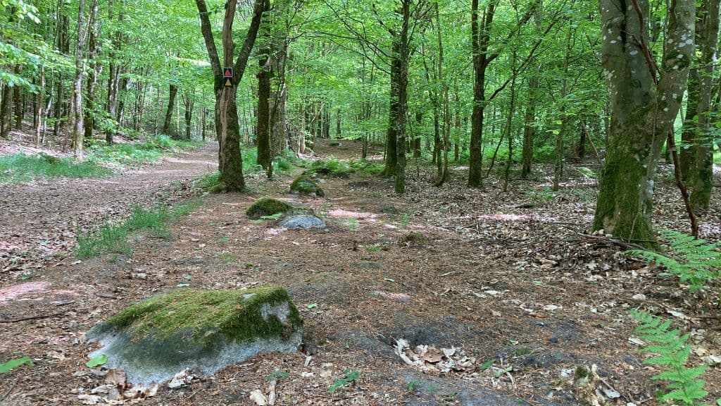 Stenrækken Rold Skov